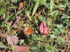 Euriphene