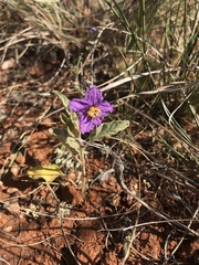 Solanum ellipticum