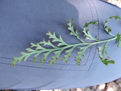 Asplenium theciferum