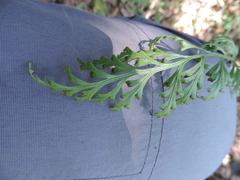 Asplenium theciferum