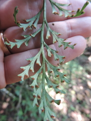 Asplenium theciferum