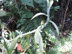 Helichrysum stenopterum