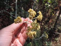 Helichrysum stenopterum