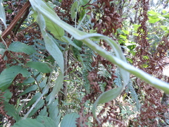 Helichrysum stenopterum