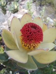 Leucadendron discolor