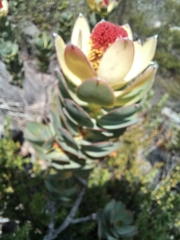 Leucadendron discolor