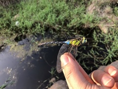 Anax nigrofasciatus