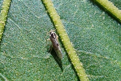 Membracoidea
