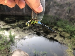 Anax nigrofasciatus