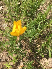 Oenothera berlandieri