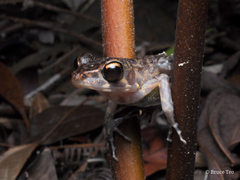 Pulchrana baramica