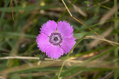 Dianthus alpinus