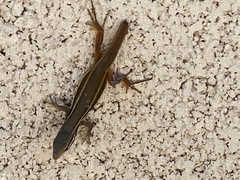 Psammodromus algirus