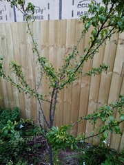 Brachycaudus helichrysi