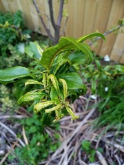 Brachycaudus helichrysi