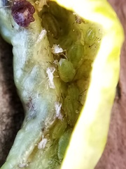 Brachycaudus helichrysi