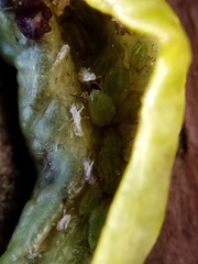 Brachycaudus helichrysi