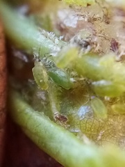 Brachycaudus helichrysi