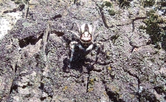 Menemerus bivittatus