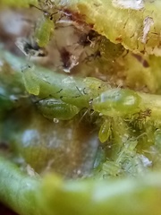 Brachycaudus helichrysi