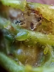 Brachycaudus helichrysi