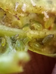 Brachycaudus helichrysi