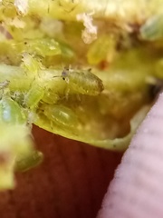 Brachycaudus helichrysi