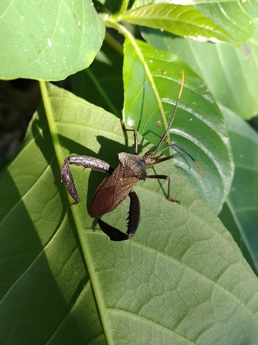 Acanthocephala heissi (Acanthocephala heissi)