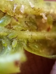 Brachycaudus helichrysi