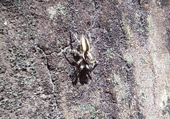 Menemerus bivittatus