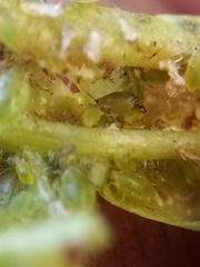 Brachycaudus helichrysi