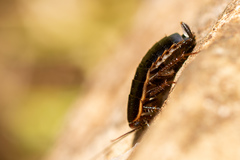 Loboptera