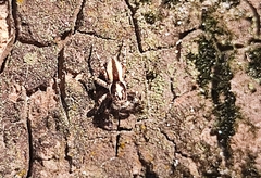 Menemerus bivittatus