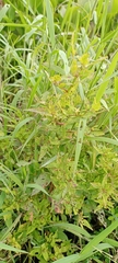 Ludwigia