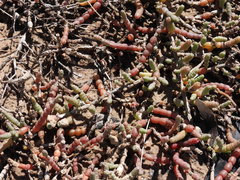 Tecticornia indica
