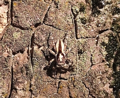 Menemerus bivittatus