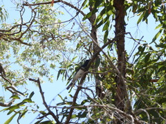Myiagra rubecula