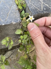 Solanum nigrum