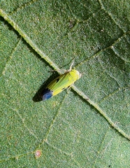 Nephotettix virescens