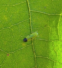 Nephotettix virescens