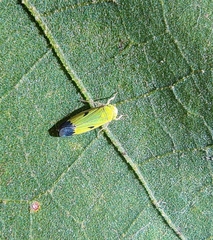 Nephotettix virescens