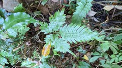 Pteris grevilleana