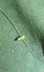Nephotettix virescens