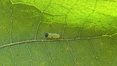 Nephotettix virescens