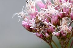Prochoreutis sehestediana