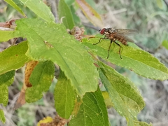 Hydrophoria lancifer