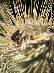 Trichostetha capensis capensis