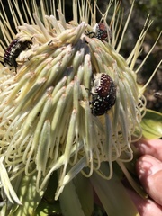 Trichostetha capensis capensis