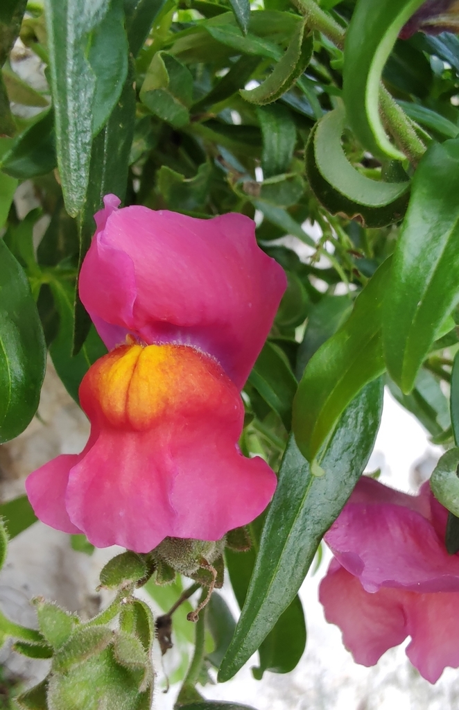 Snapdragon