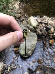 Fukienogomphus prometheus